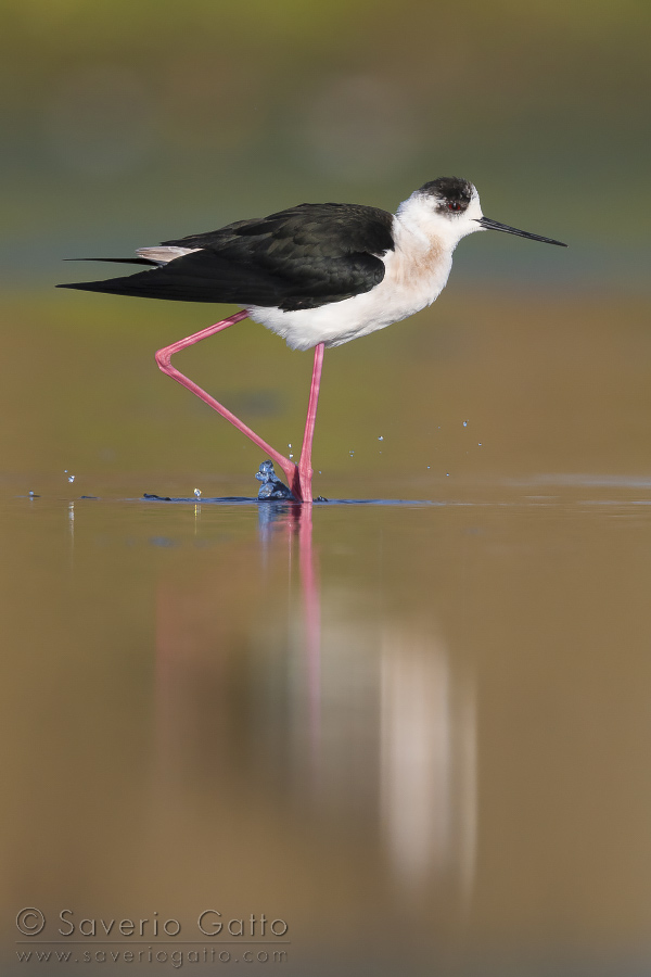 Black-winged Stilt, adult walking in a swamp