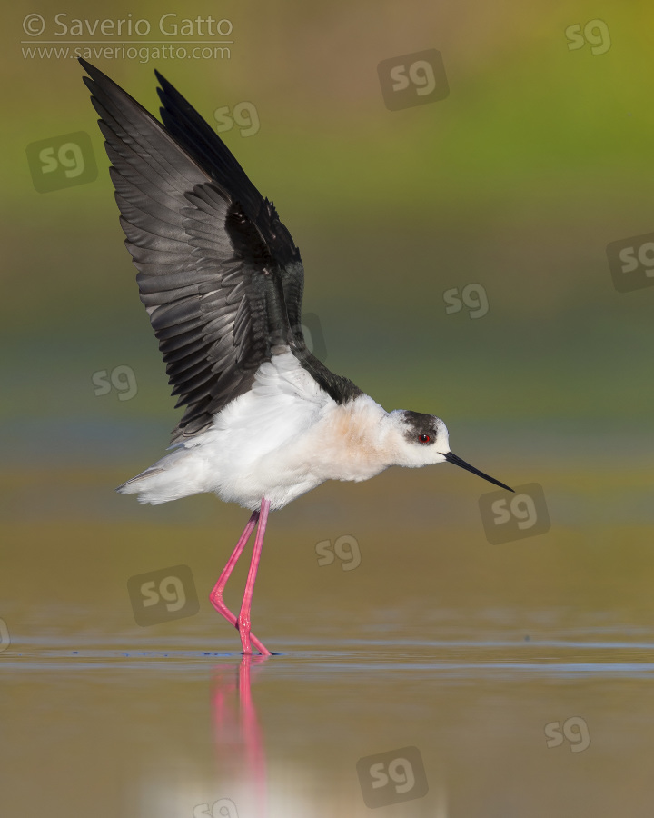 Black-winged Stilt, adult stretching its wings
