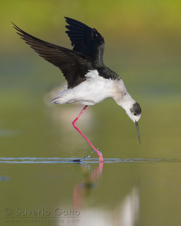 Black-winged Stilt, adult in flight over the water