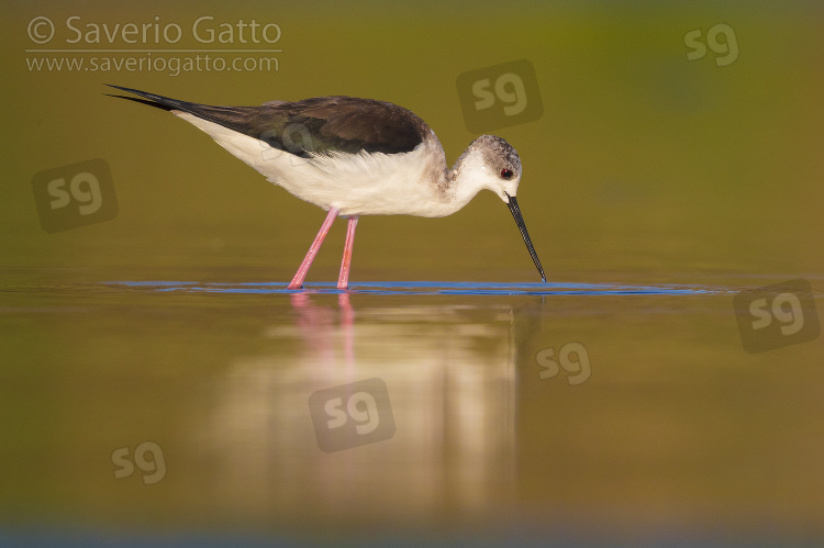 Black-winged Stilt