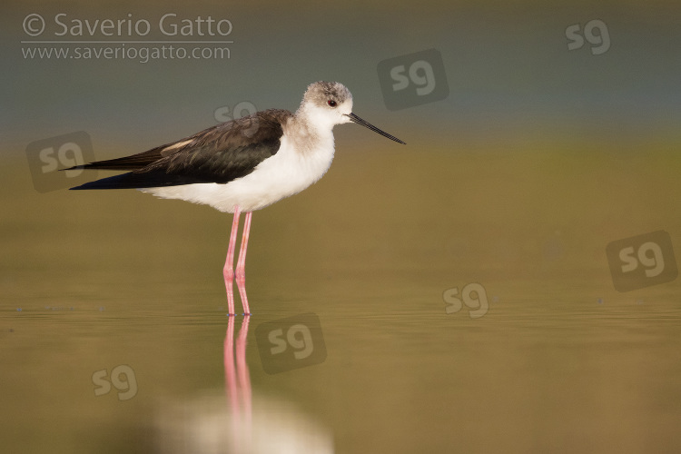 Black-winged Stilt, adult standing in the water at sunset