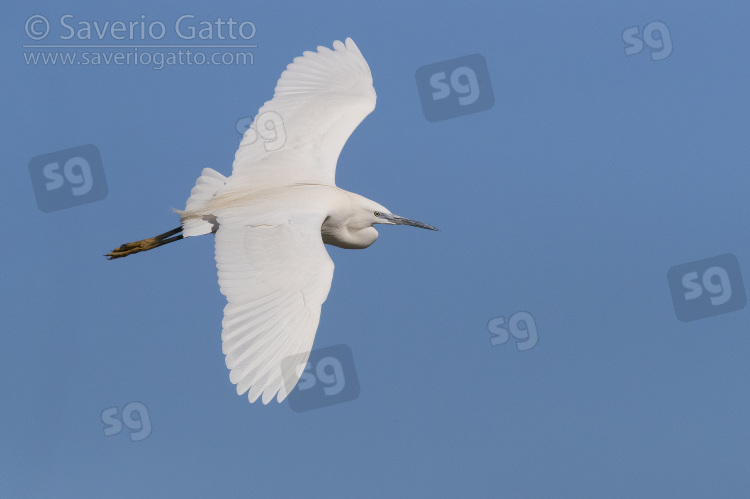 Little Egret, adult in flight