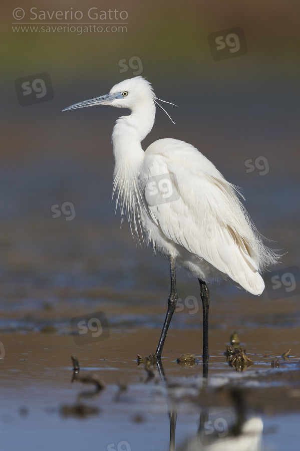 Little Egret, adult standing in a swamp