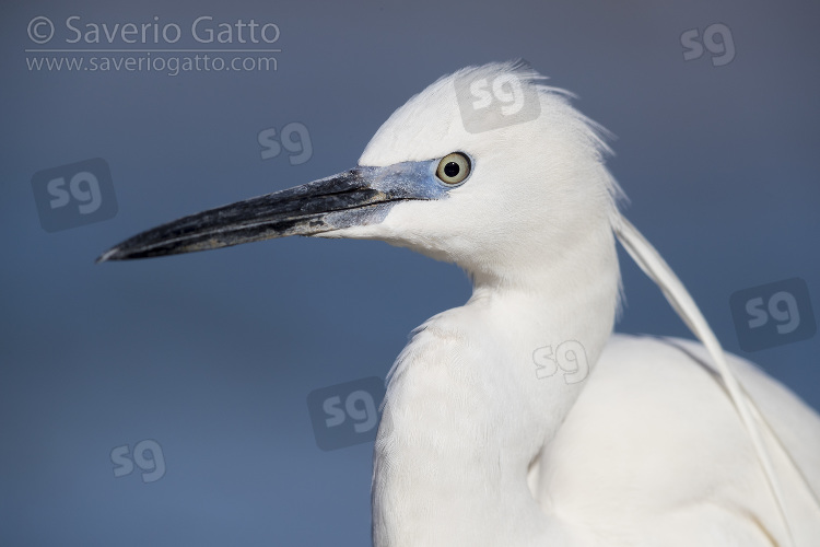 Little Egret, adult close-up