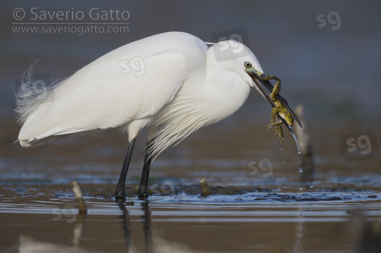 Little Egret, adult with a caught frog