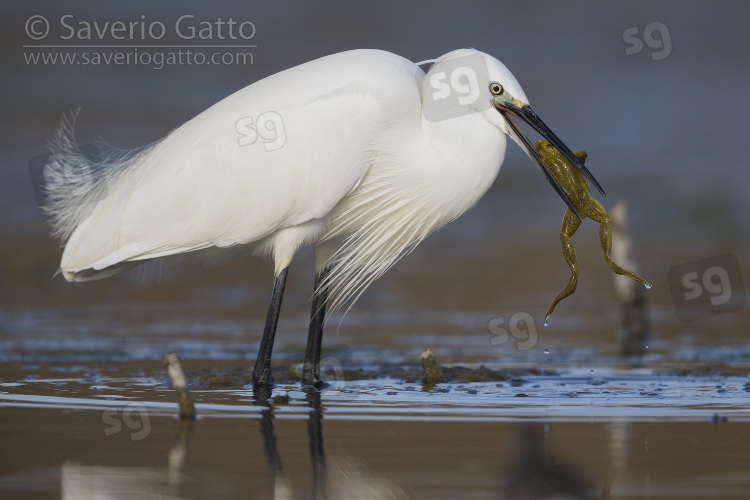 Little Egret, adult with a caught frog