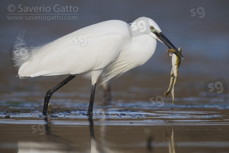 Little Egret, adult with a caught frog