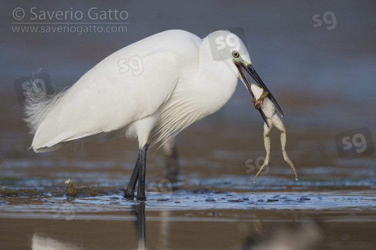 Little Egret, adult with a caught frog