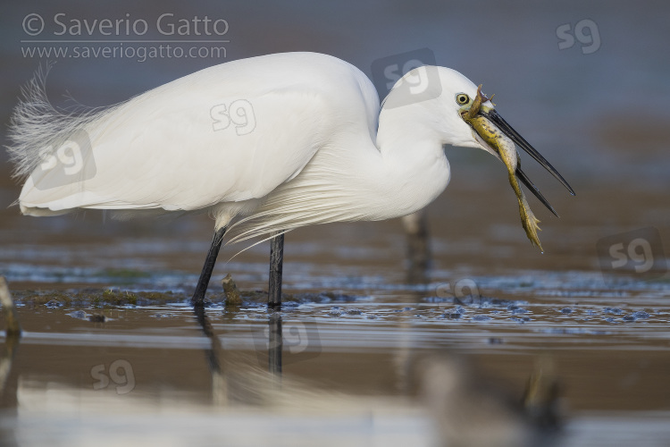 Little Egret