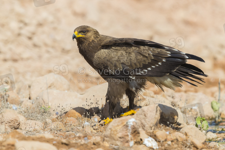 Aquila anatraia minore, giovane posato sul terreno