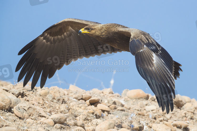 Lesser Spotted Eagle, juvenile in flight