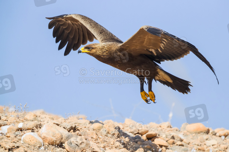 Lesser Spotted Eagle, juvenile in flight