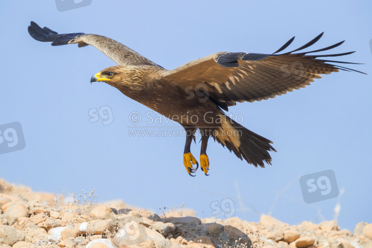 Lesser Spotted Eagle, juvenile in flight