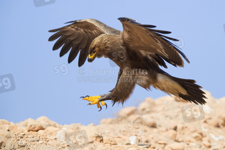 Lesser Spotted Eagle, juvenile landing on the ground