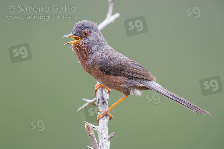 Dartford Warbler