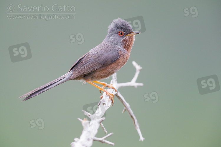 Dartford Warbler, adult male perched on a branch