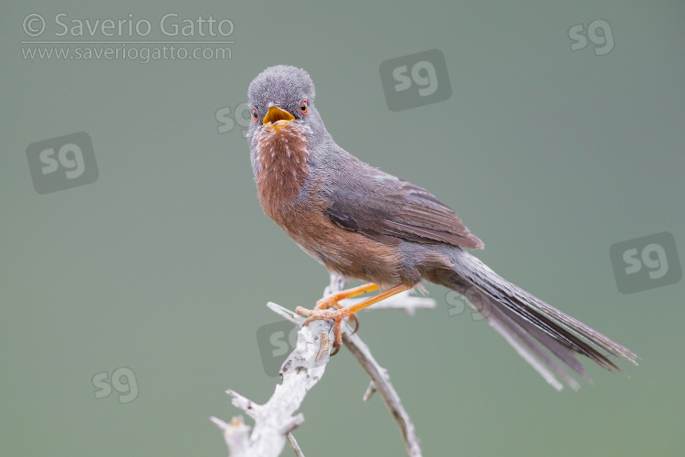 Dartford Warbler, adult male singing from a small branch