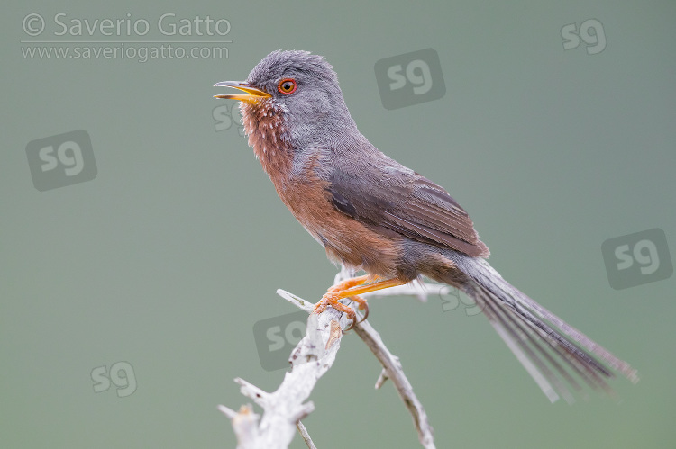 Dartford Warbler, adult male singing from a small branch