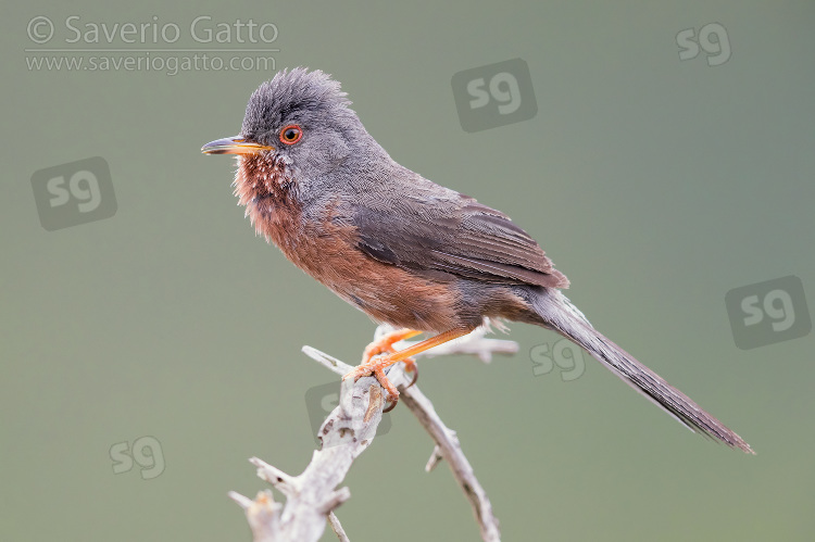 Dartford Warbler, adult male perched on a branch