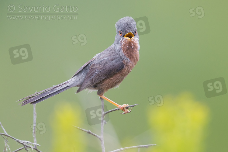 Dartford Warbler, adult male singing from a small branch