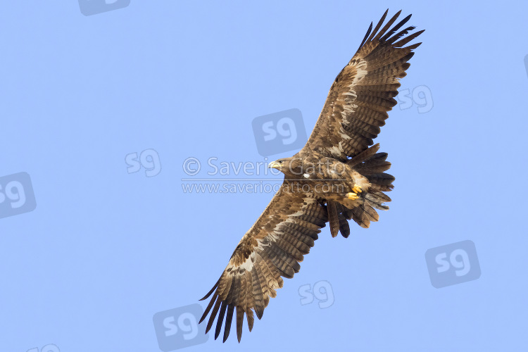 Aquila delle steppe, giovane in volo