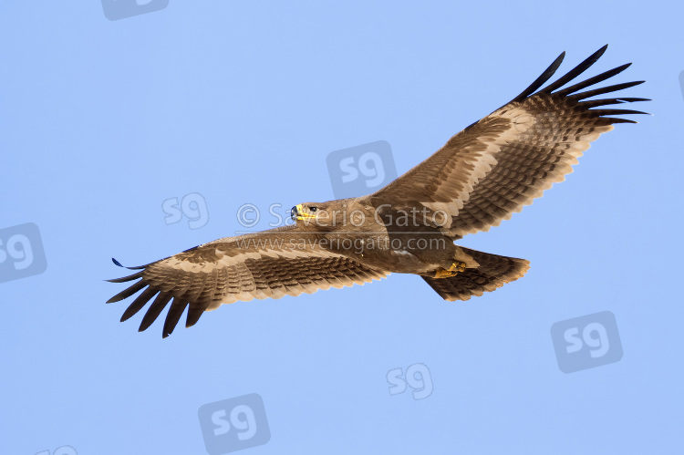 Steppe Eagle, juvenile in flight