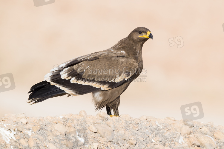 Steppe Eagle, juvenile stnding on the ground