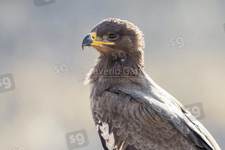 Aquila delle steppe, primo piano di  un giovane