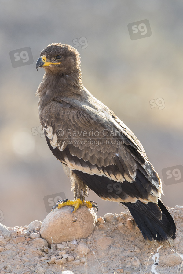 Steppe Eagle, juvenile standing on the ground