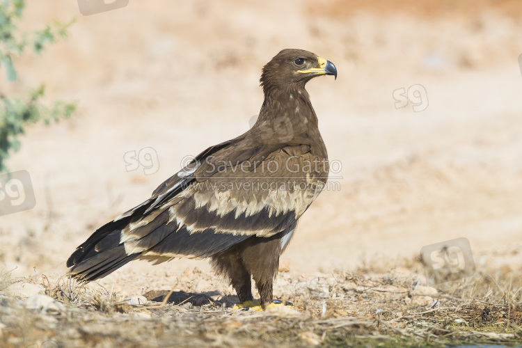 Steppe Eagle, juvenile standing on the ground