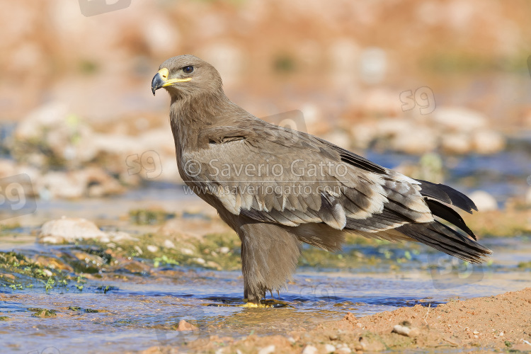 Aquila delle steppe, giovane posato in un ruscello