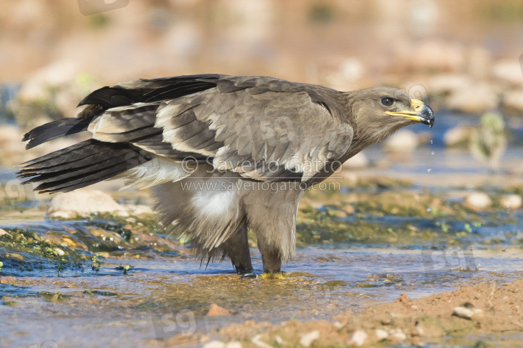 Aquila delle steppe, giovane che beve in un ruscello