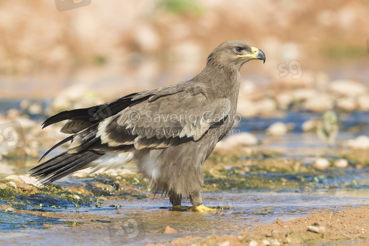 Aquila delle steppe, giovane posato in un ruscello