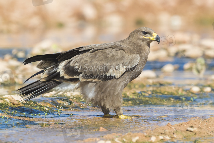 Steppe Eagle, juvenile standing on a creek bed