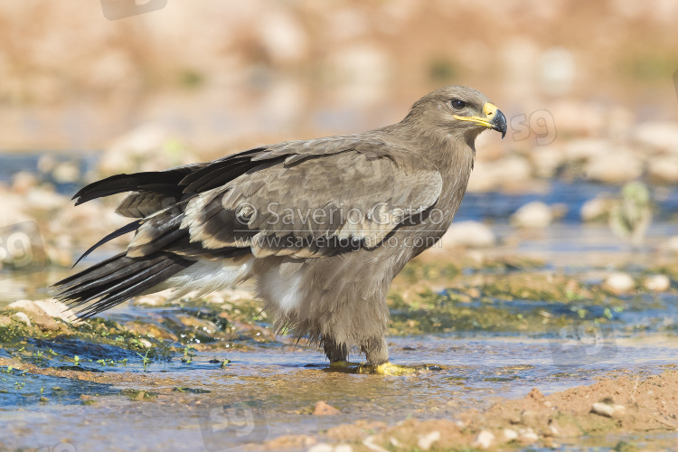 Aquila delle steppe, giovane posato in un ruscello