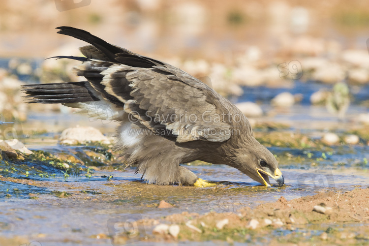 Aquila delle steppe, giovane che beve in un ruscello