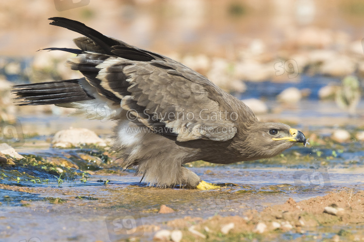 Aquila delle steppe, giovane che beve in un ruscello