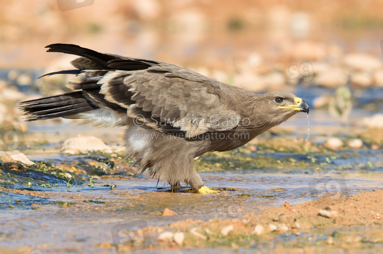 Aquila delle steppe, giovane che beve in un ruscello