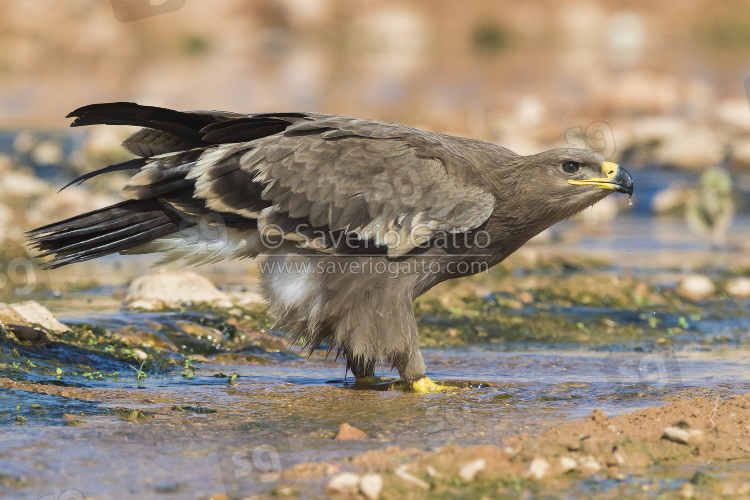 Steppe Eagle, juvenile drinking in a creek