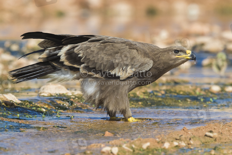 Aquila delle steppe, giovane che beve in un ruscello