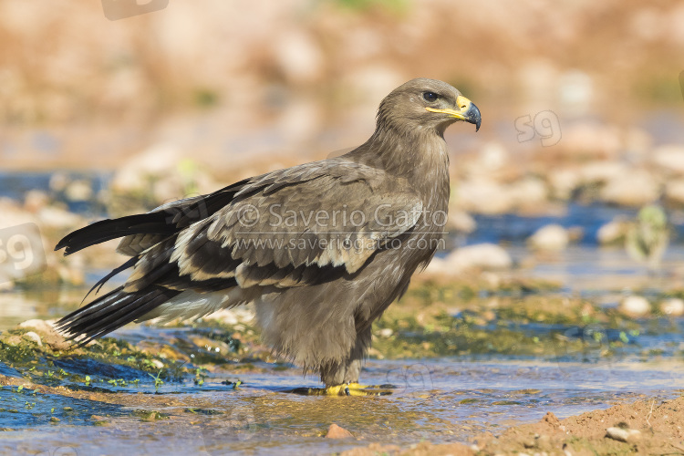 Steppe Eagle, juvenile standing on a creek bed