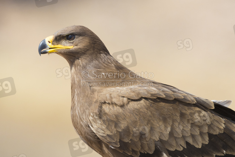 Aquila delle steppe, primo piano di  un giovane