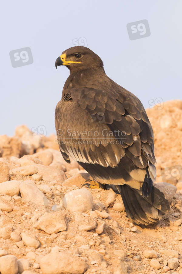 Steppe Eagle, juvenile standing on the ground at sunset