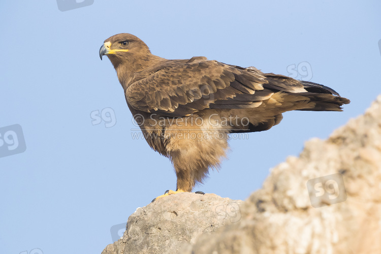 Steppe Eagle, juvenile standing on the ground