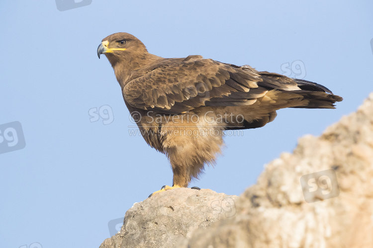 Aquila delle steppe, giovane posato sul terreno