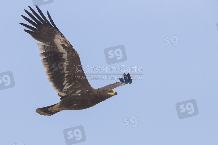 Steppe Eagle, juvenile in flight