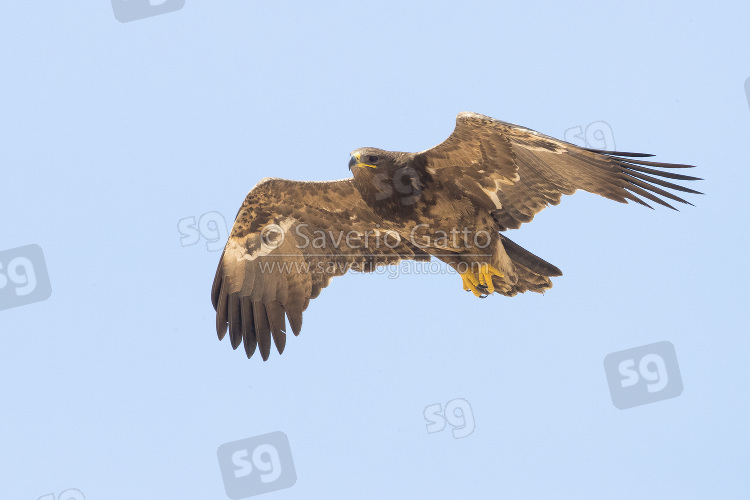 Steppe Eagle, immature in flight