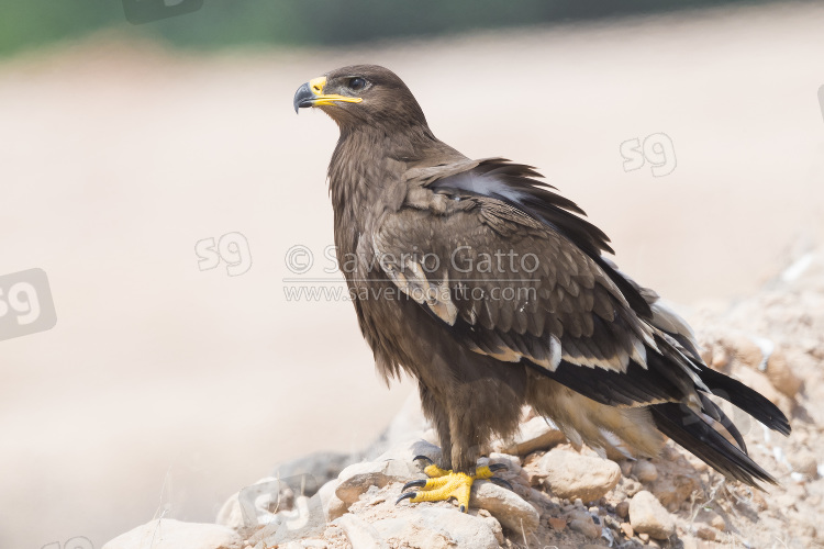 Steppe Eagle, juvenile standing on the ground