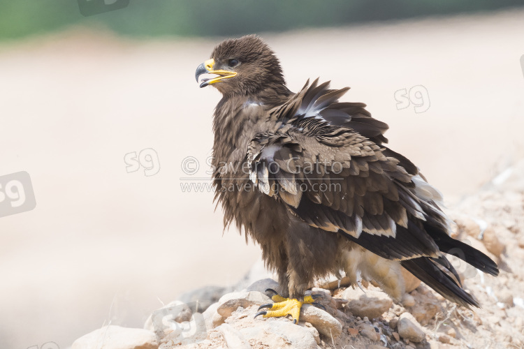 Steppe Eagle, juvenile standing on the ground