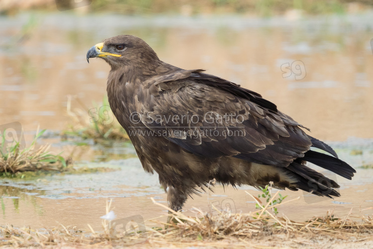 Aquila delle steppe, adulto posato nel letto di un ruscello